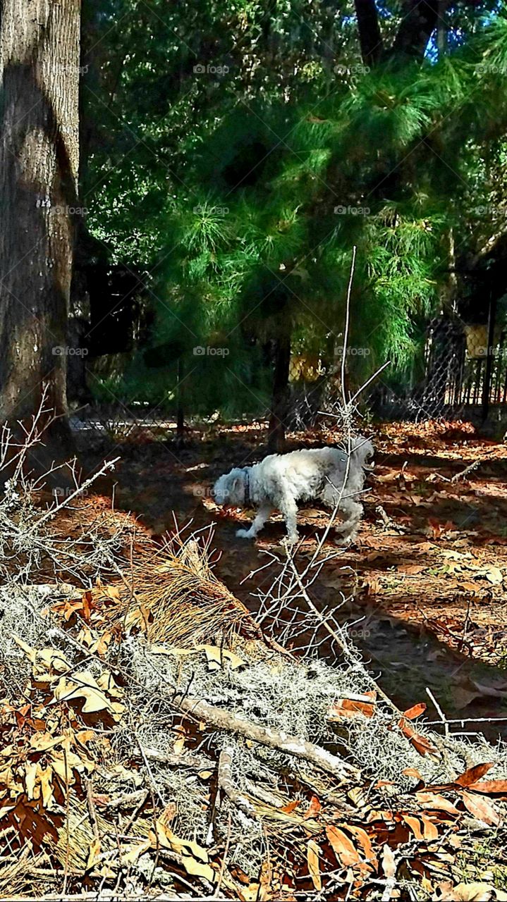 a walk in the shadows