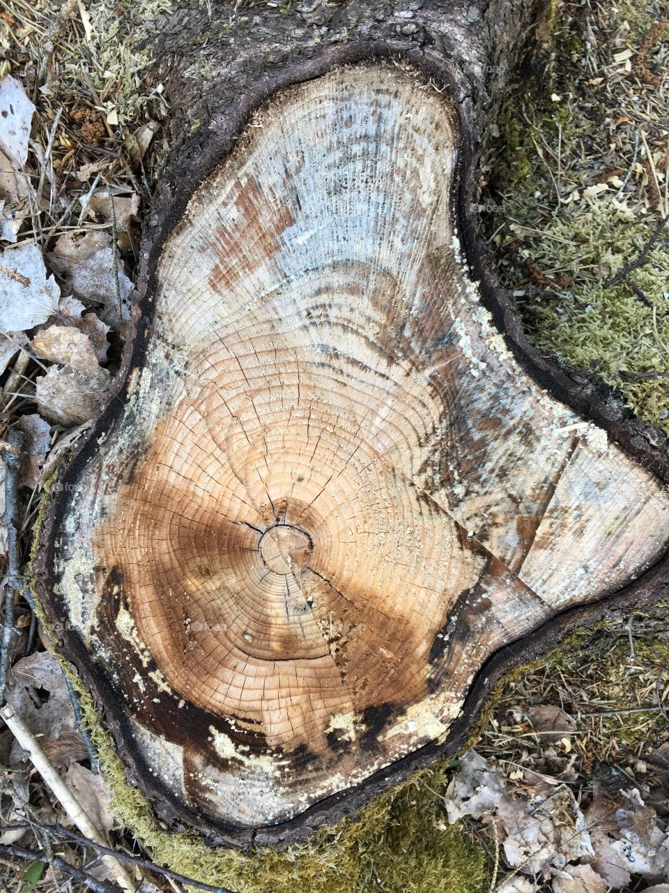 Rings on a tree stump after cutting