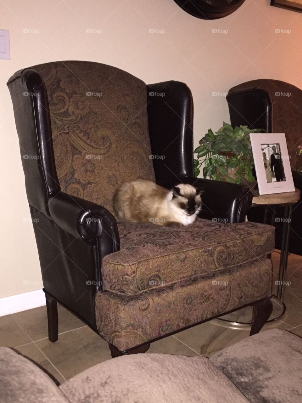 Cat on Chair 