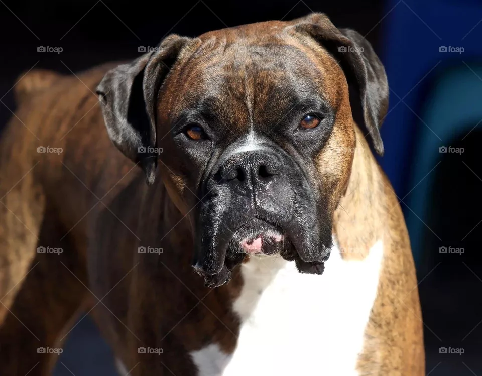 Boxer faces 