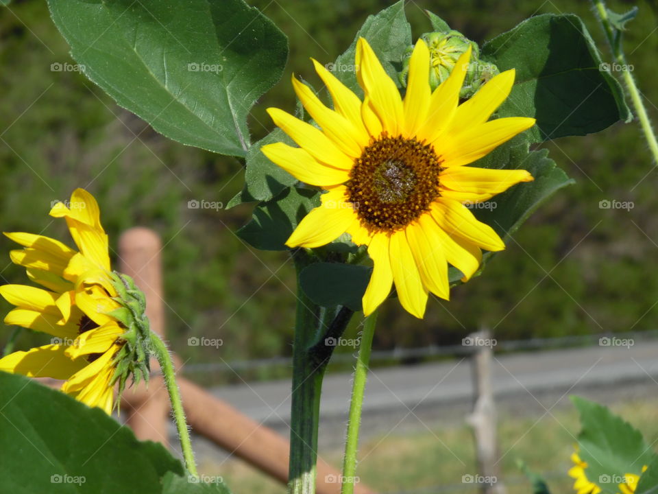 sunflower pic. 2. this is another picture of a sunflower that I saw on the same ranch on my way to possum kingdom lake