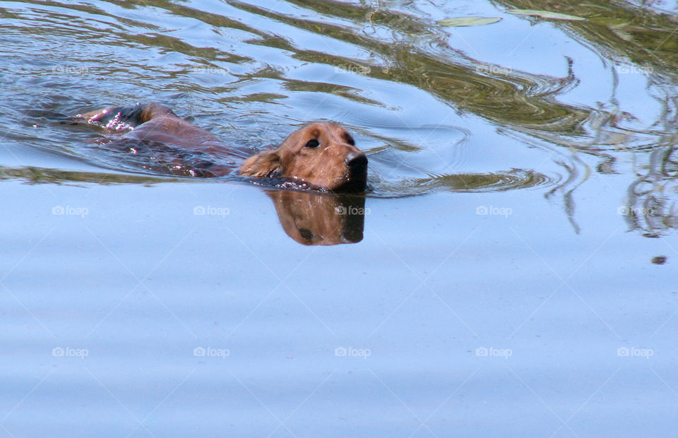 brown dog