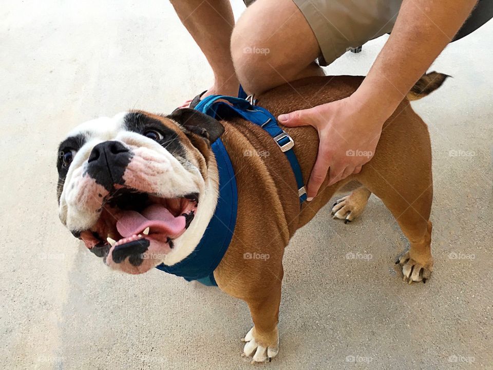 A very beautiful Bulldog with a million dollar smile.