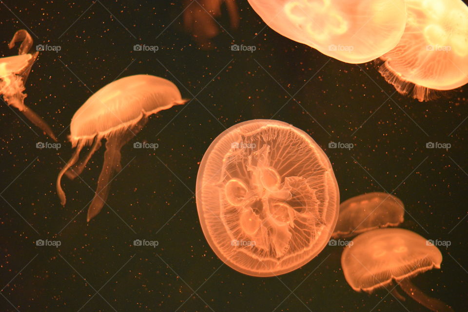 Jellyfish