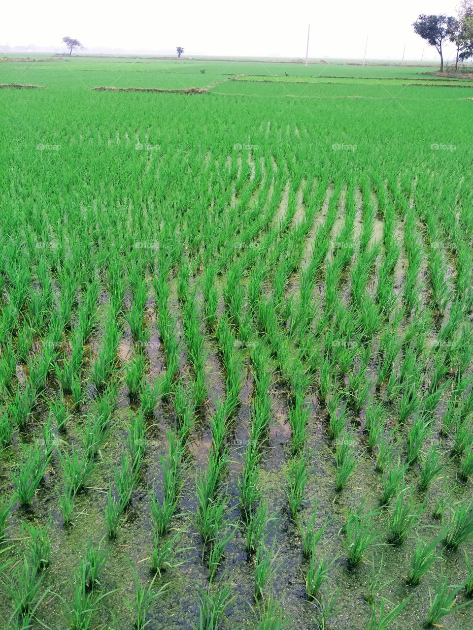 rice (paddy tree)