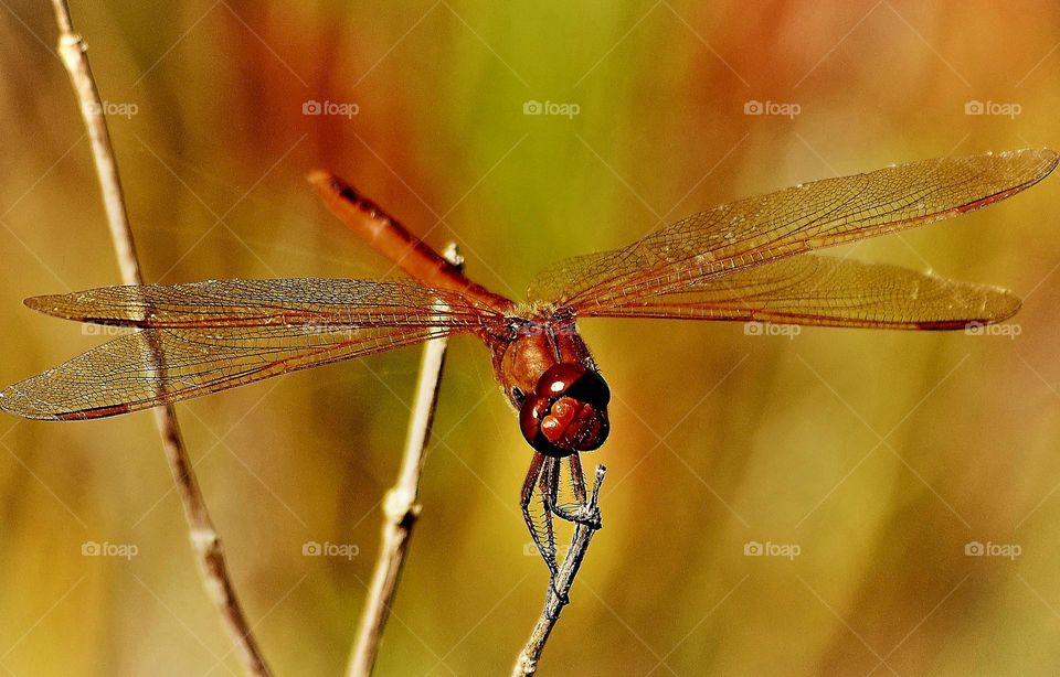 dragonfly