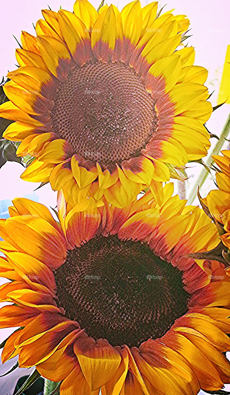 sunflowers. sunflowers from garden