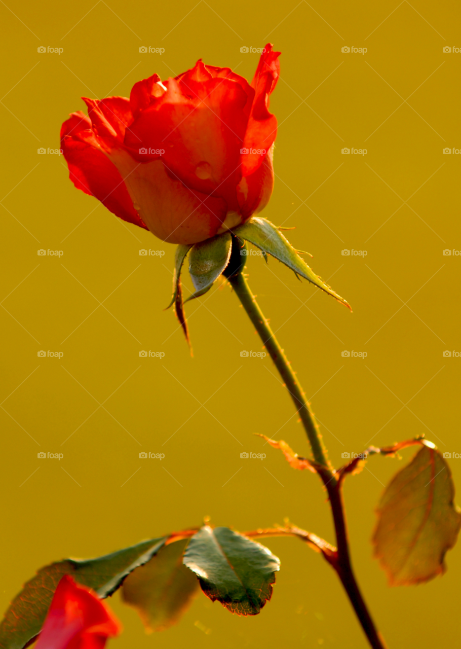 rose red rose wild rose rose and stem by lightanddrawing