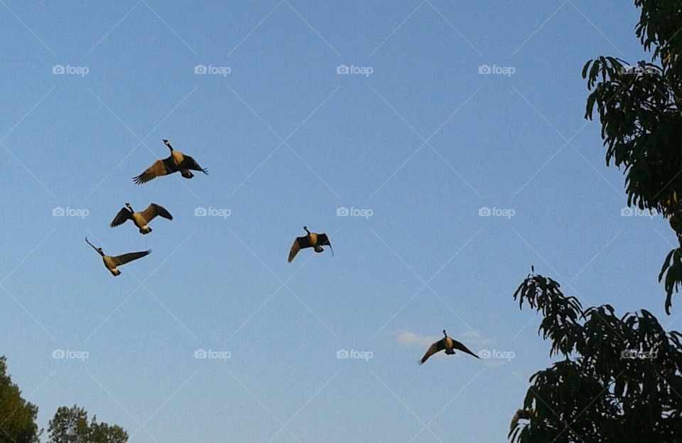 Formation. geese flying overhead.