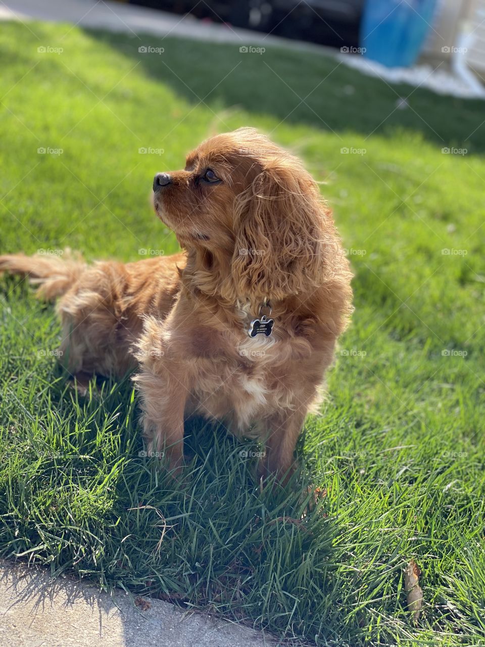 Ruby Cavalier King Charles Spaniel sitting in the sun 