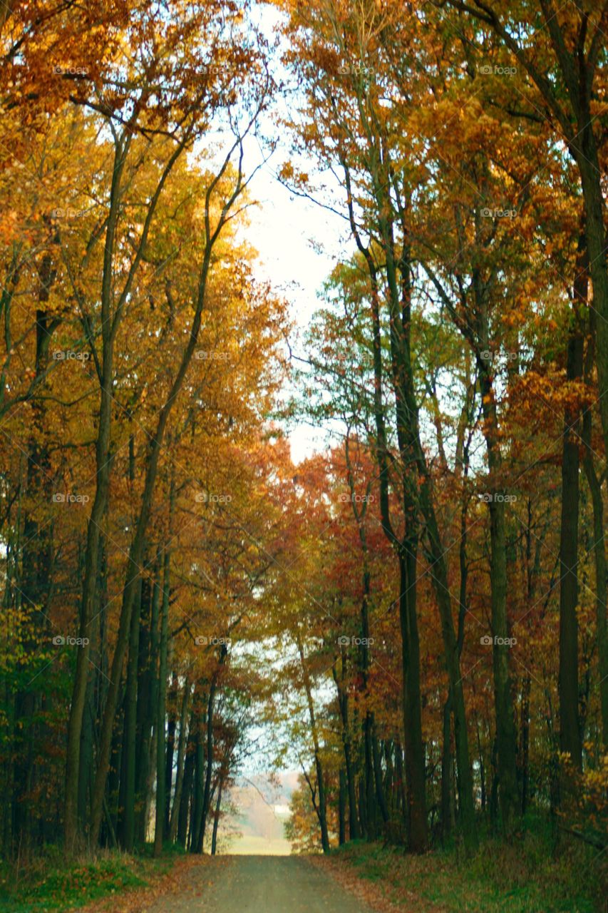 Fall trees surround the road