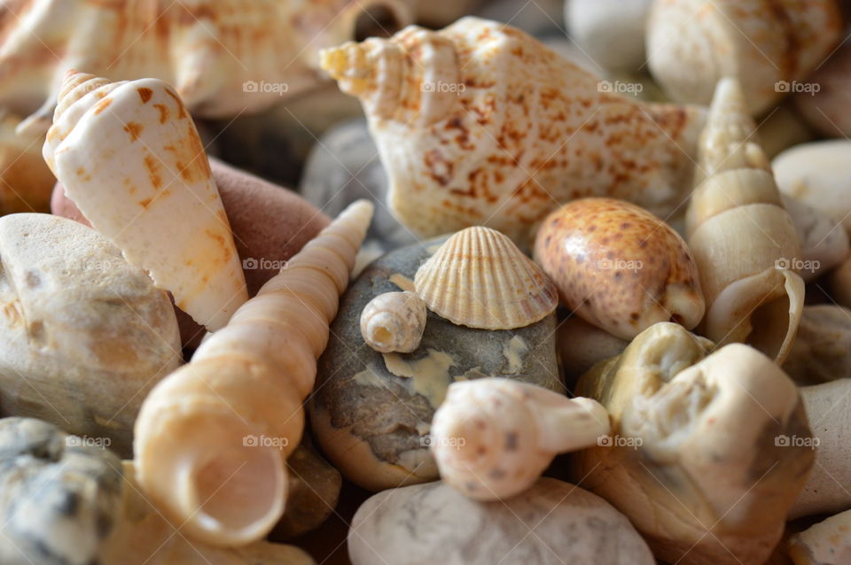 Sea Shells