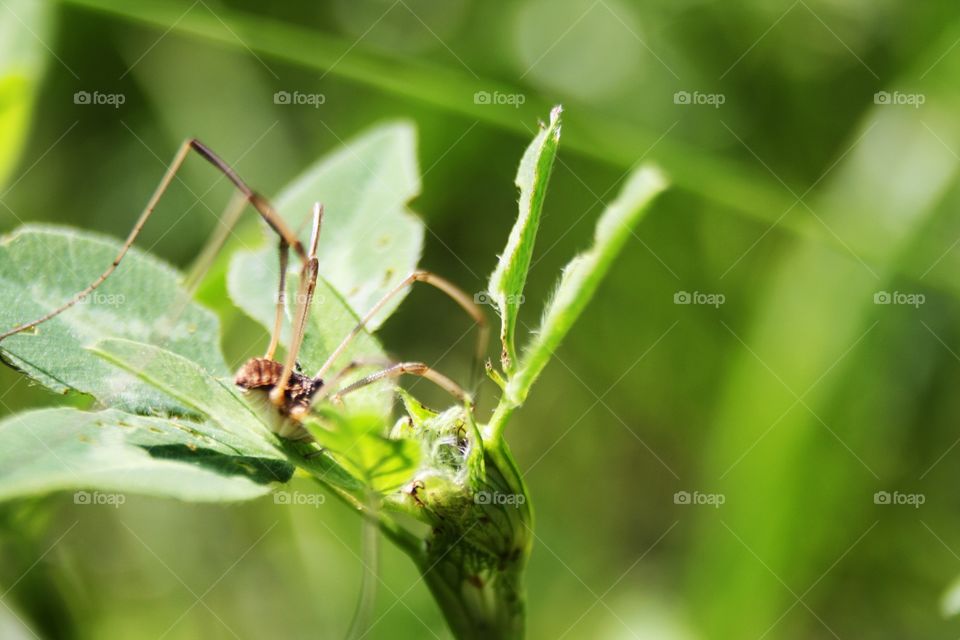 Spider in the grass