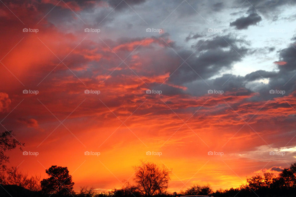 Silhouette of a trees against dramatic sky