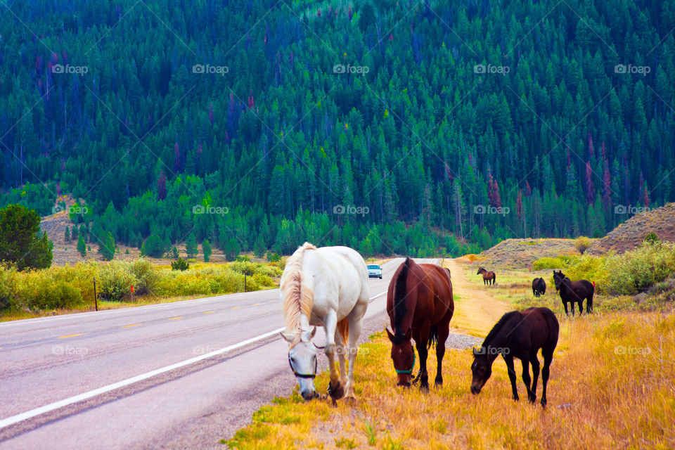 Horses walking in Yellowstone