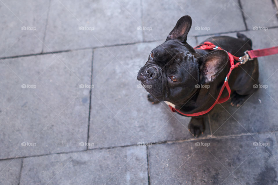 High angle view of a dog looking up