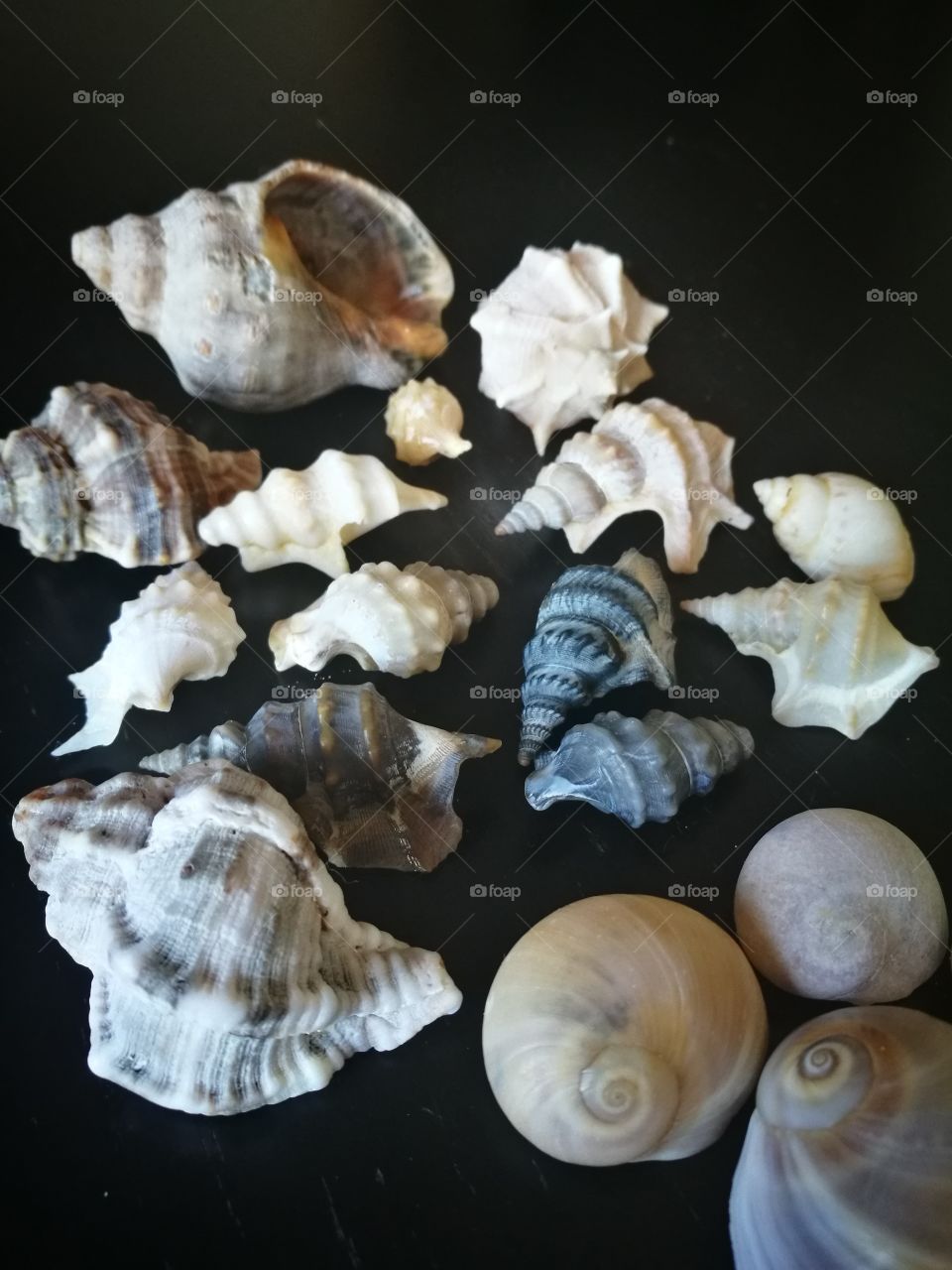 shell