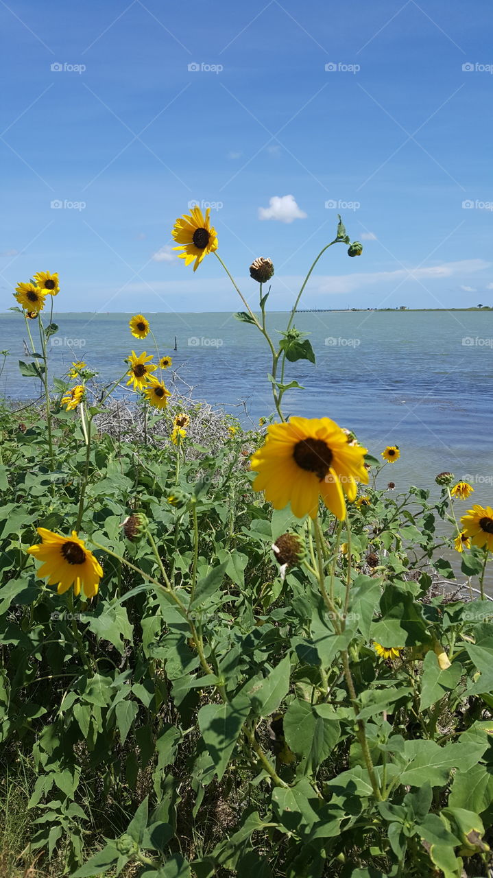 Sunflowers and the Sea