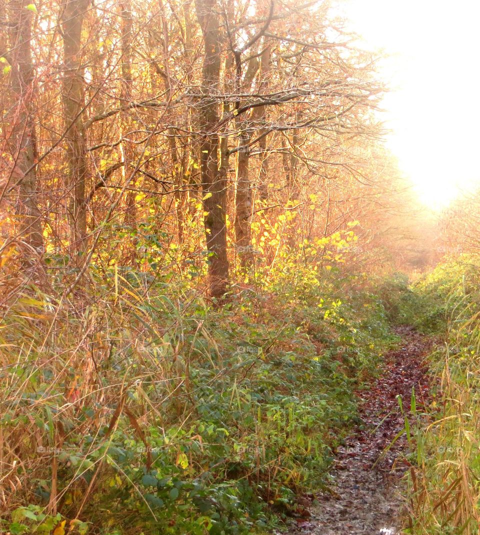 Scenic view of trees in autumn