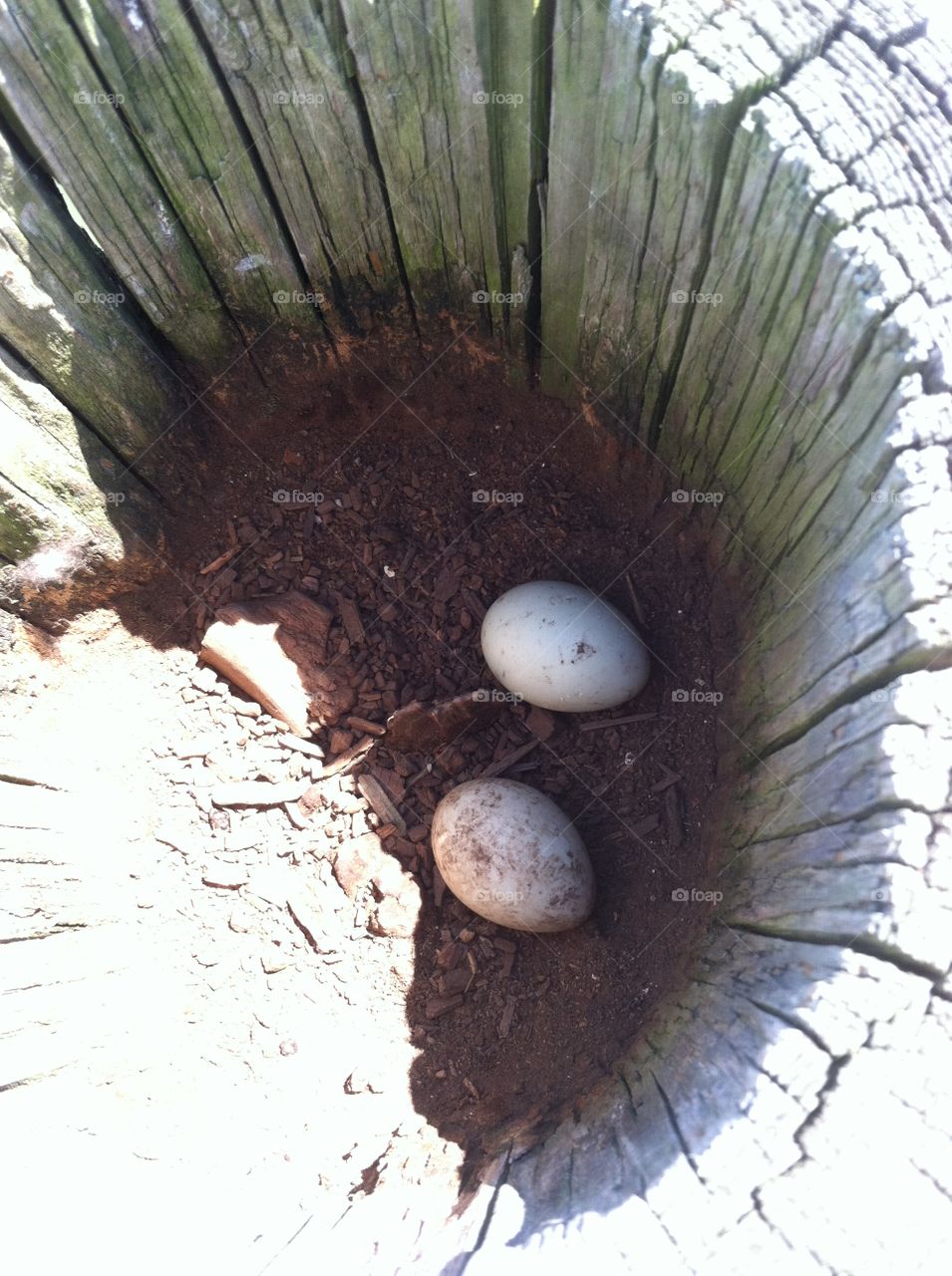 Duck eggs hidden 
