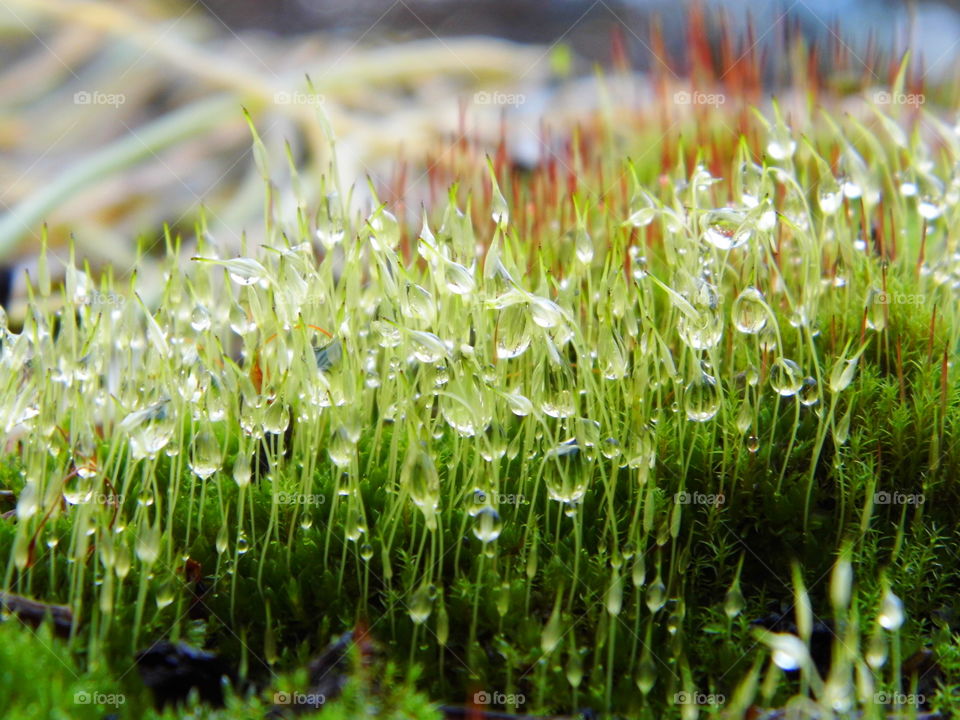 moss in the morning and beautiful nature