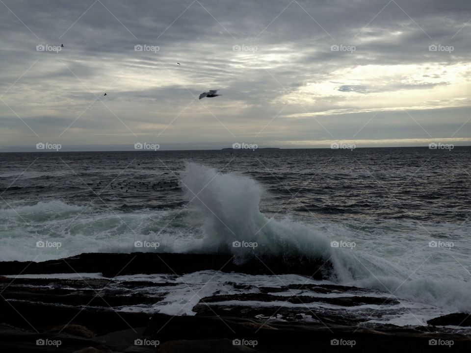 Seagulls coming out of the crashing waves at Pemaquid Point! 