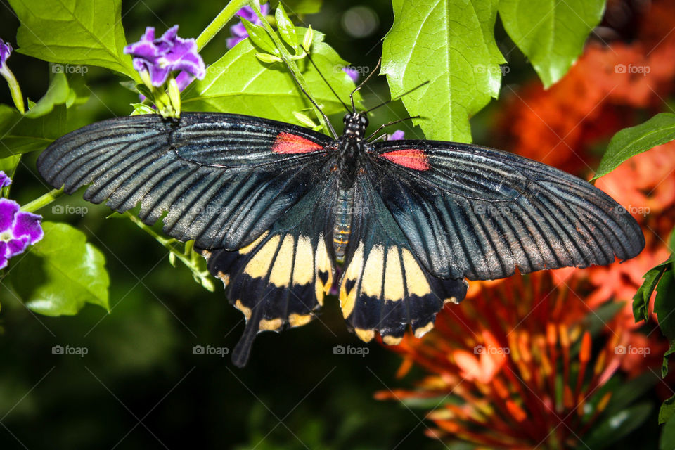 Closeup of a bright butterfly