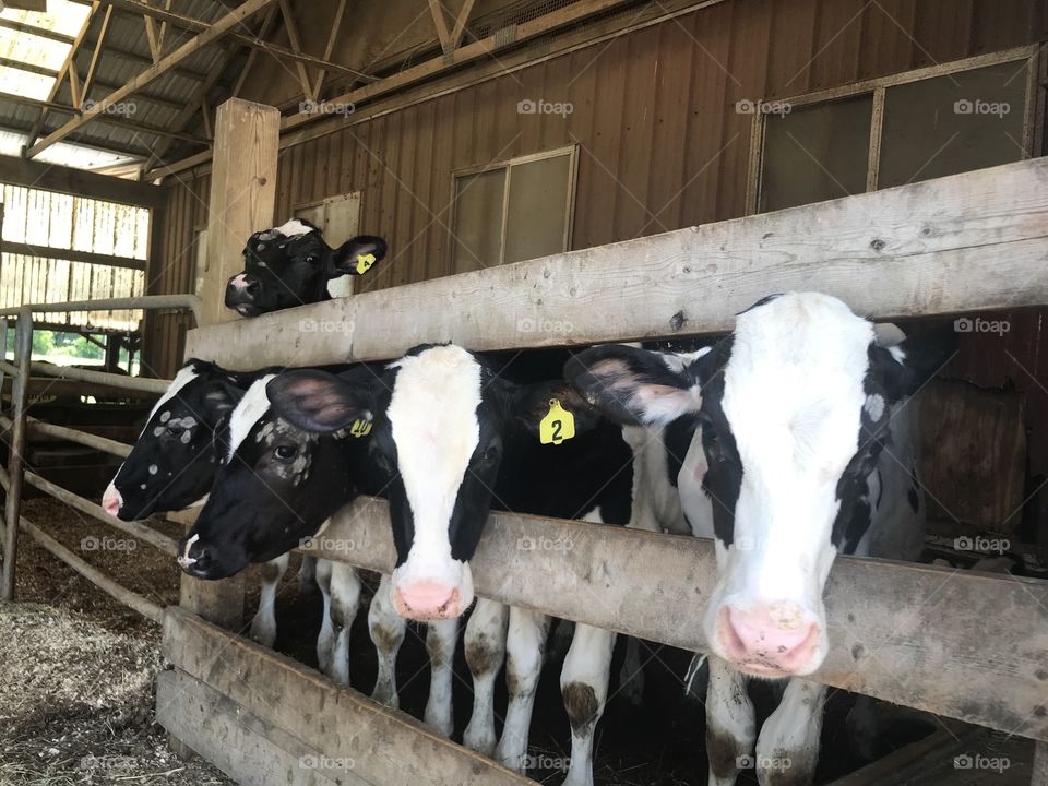 Calf’s posing for the camera.