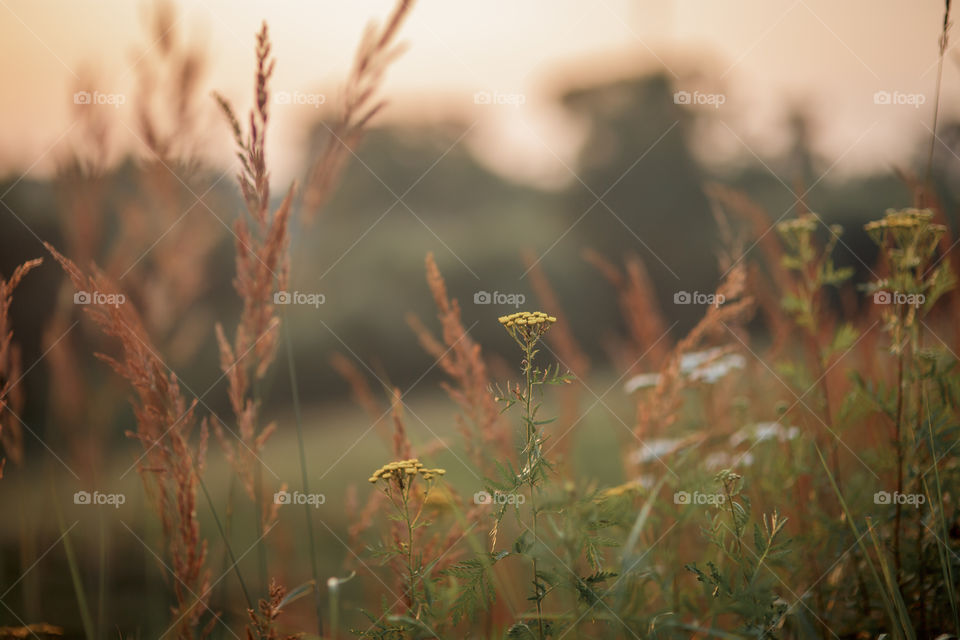 Evening field 