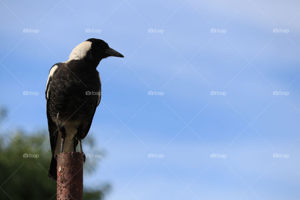 Solitary magpie on rusty metal post against a vivid clear blue sky, minimalist with plenty of negative space for use as wallpaper, background, desktop, or text or copy 