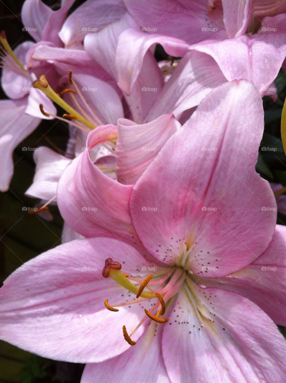 flowers nature purple summer by derrybirkett