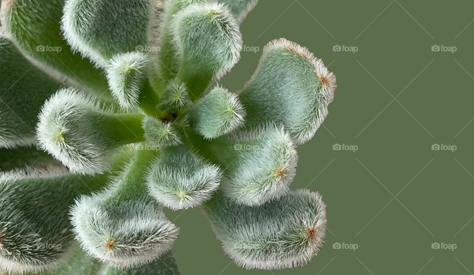 Backgrounds, copy space, green 