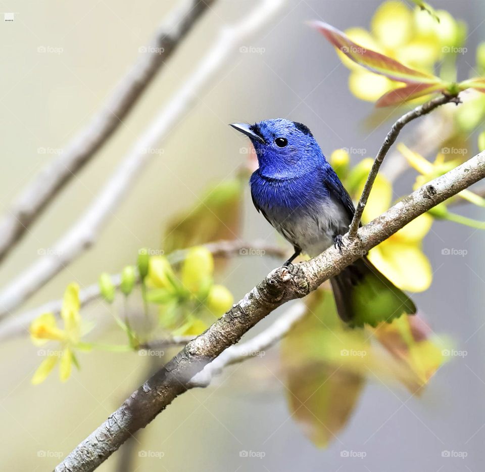 Vietnam wildlife  Pictures