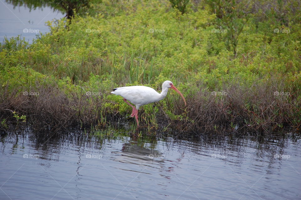 marsh bird