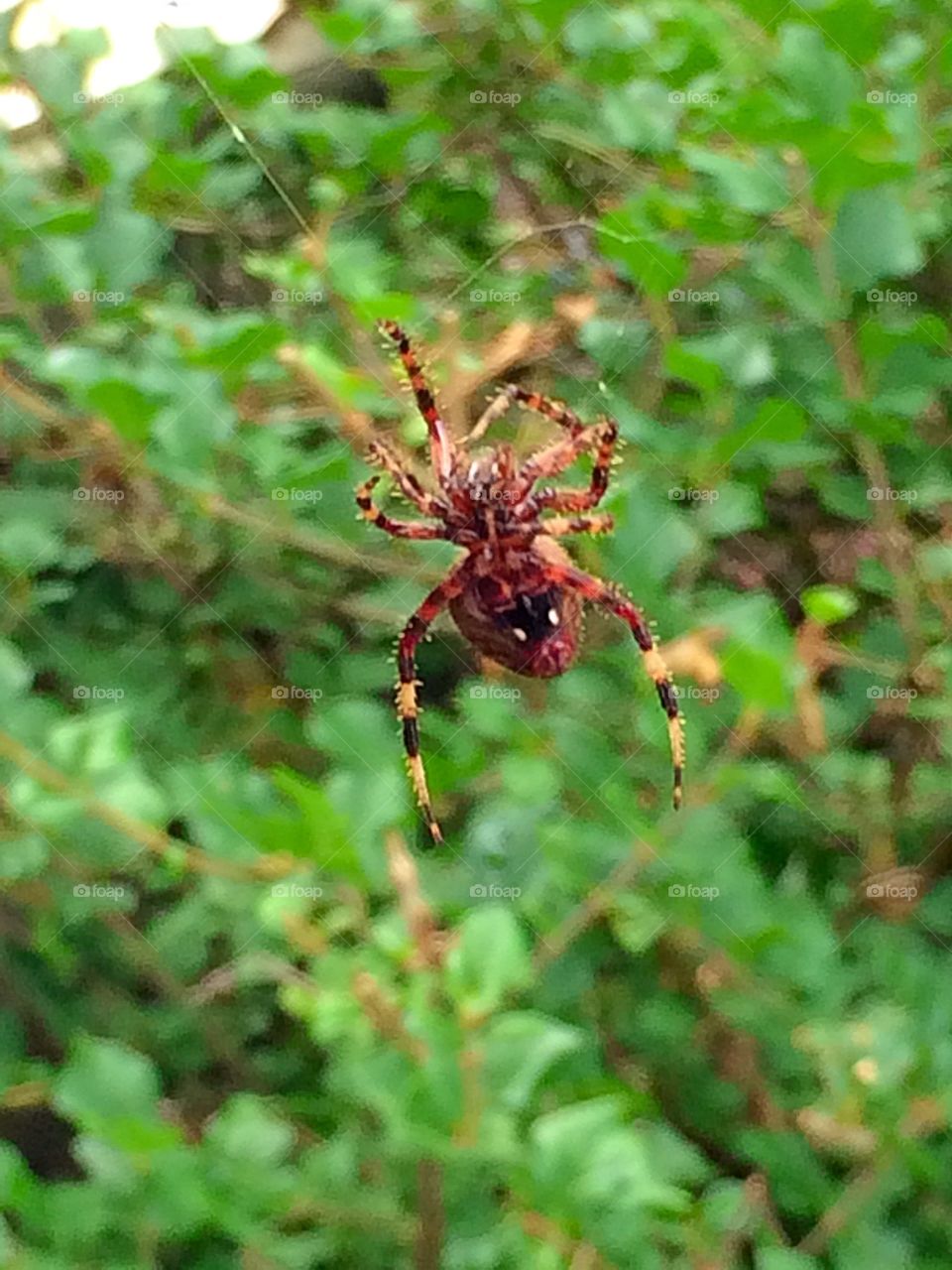 Orb spider 