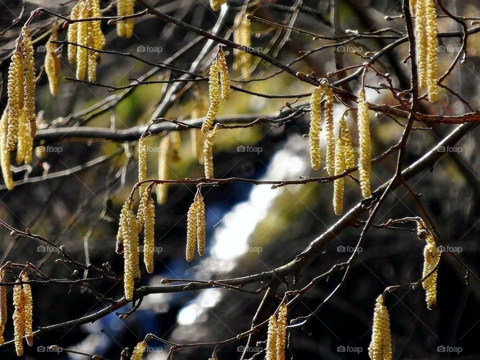 Birch catkin