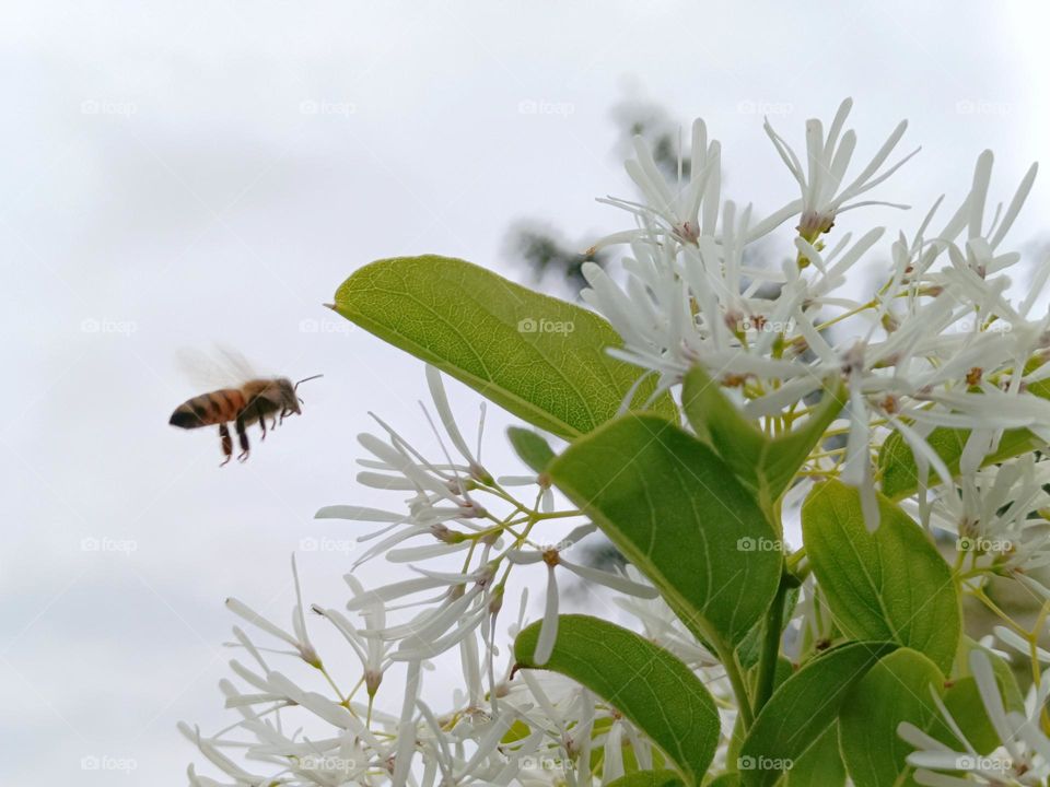The Chinese Fringe-tree & bees