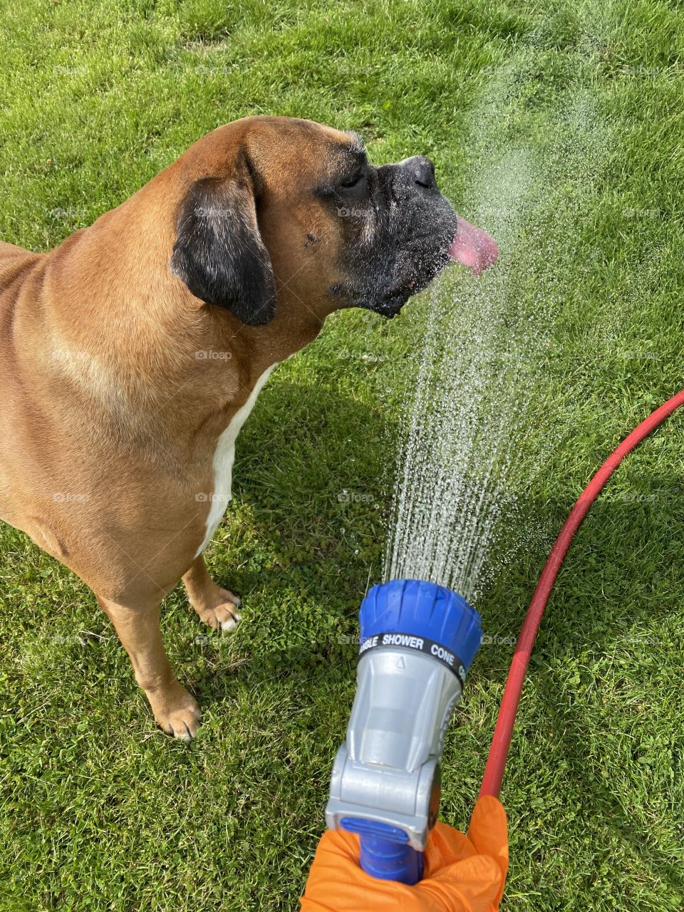 Boxer drinking from water hose 