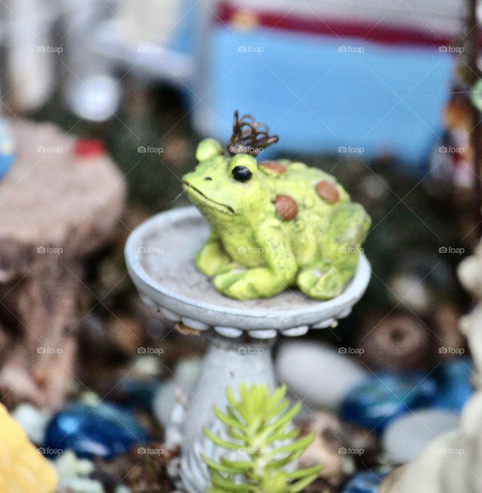 Frog Prince on Garden