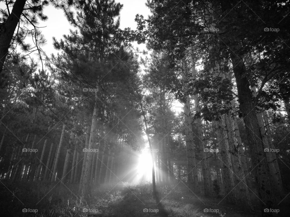 sunris in the forest