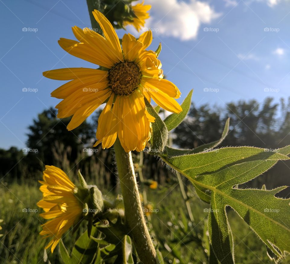 Happy Sunflowers