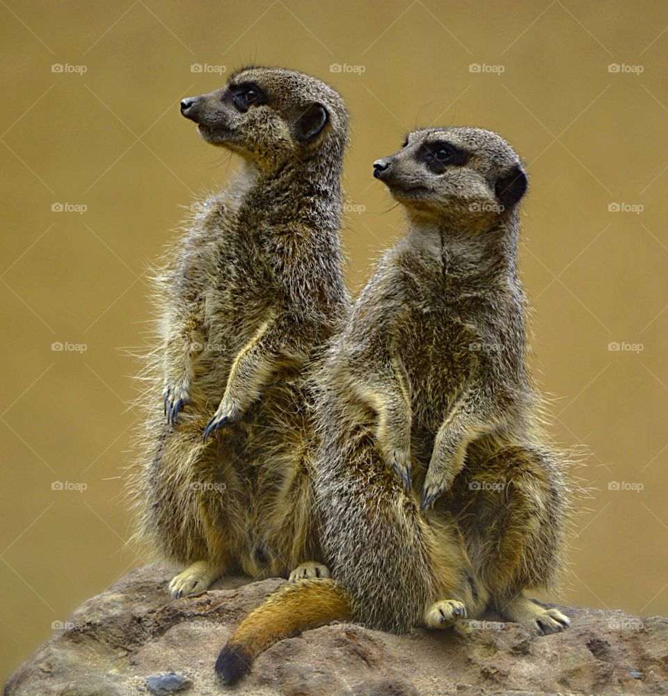A pair of Meerkats posing on a rock.