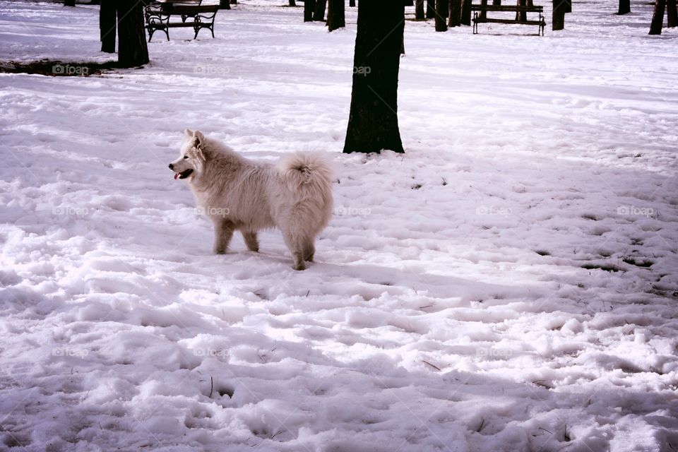 Dog and snow