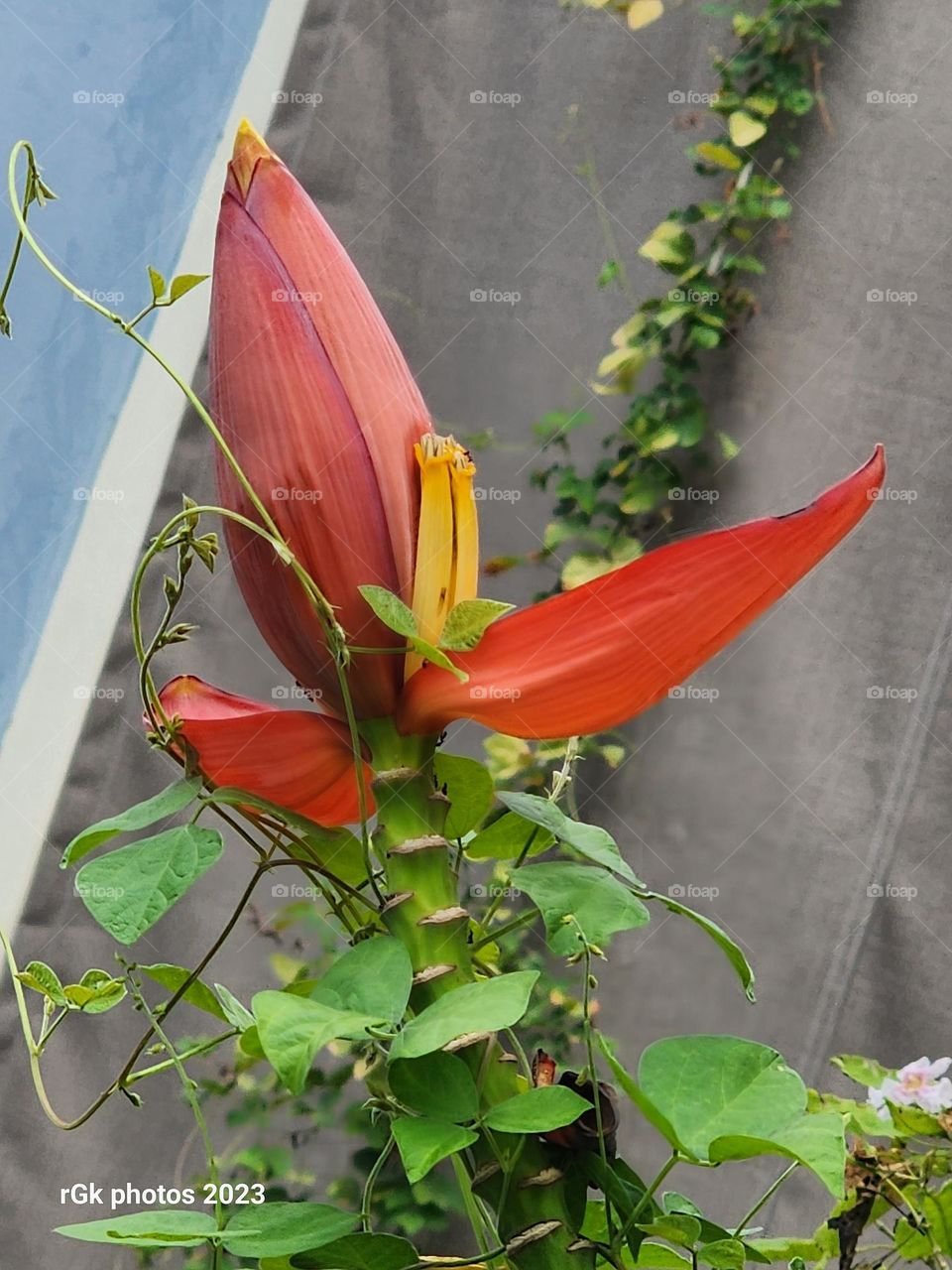 banana flower