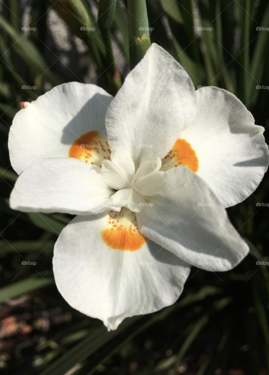 🌹 🇺🇸 Very beautiful flowers to brighten our day.  Live nature and its beauty. Did you like the delicate petals? / 🇧🇷 Flores muito bonitas para alegrar nosso dia. Viva a natureza e sua beleza. Gostaram das pétalas delicadas? 