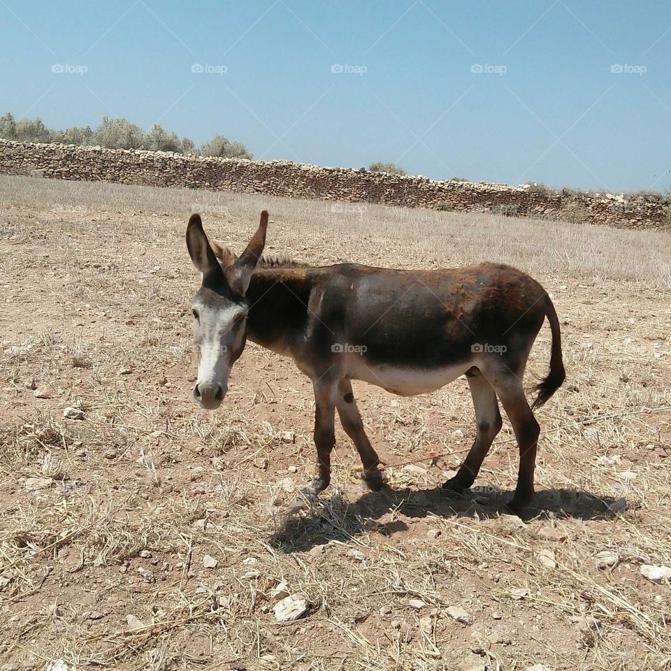 A donkey in desert field.