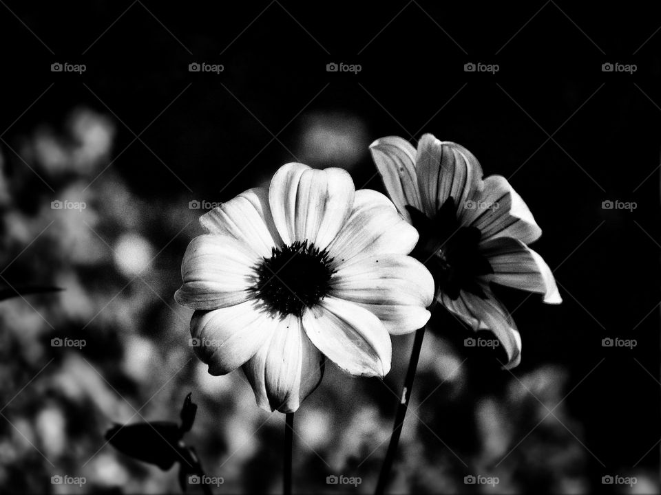 BW flower 