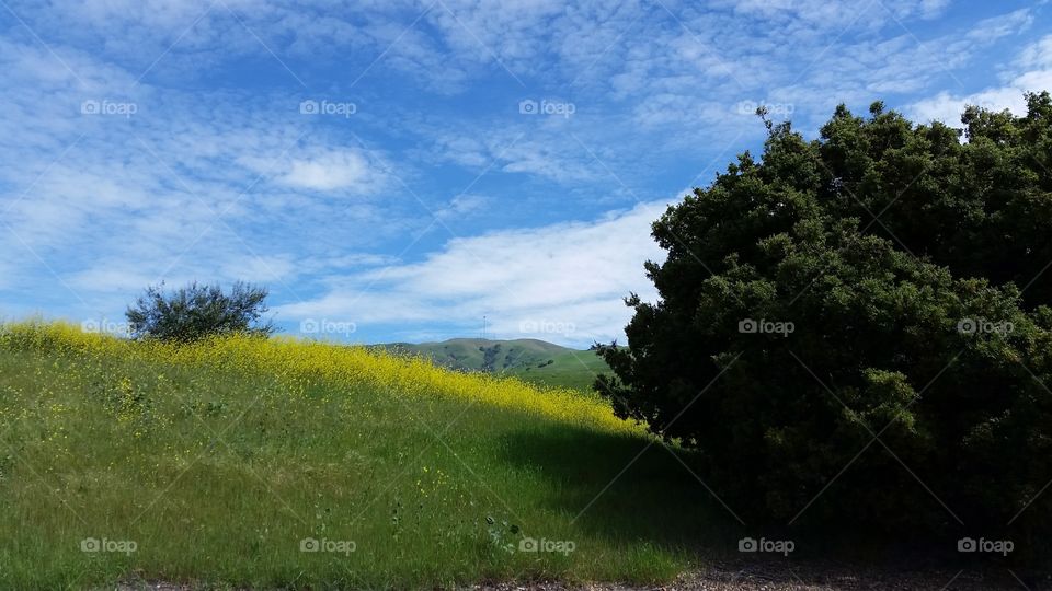 Spring wild flowers oak tree. Yellow wild flowers, oak tree, hill