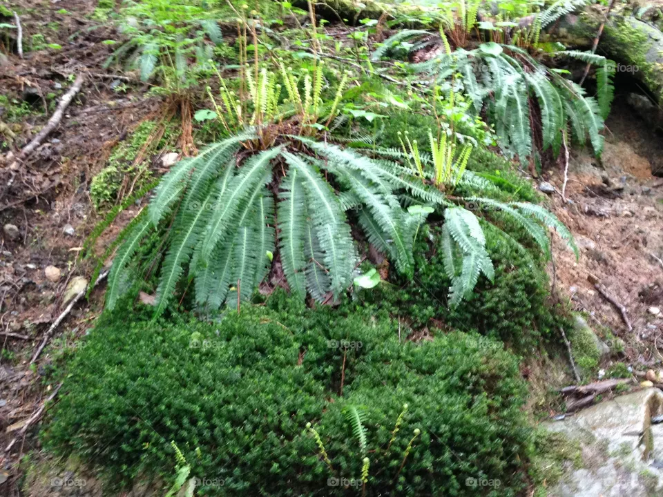 Ferns