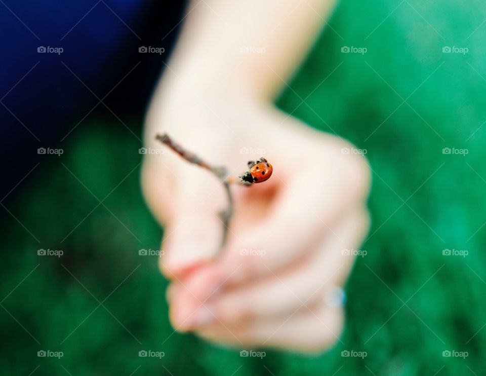 Close-up of hand with ladybug